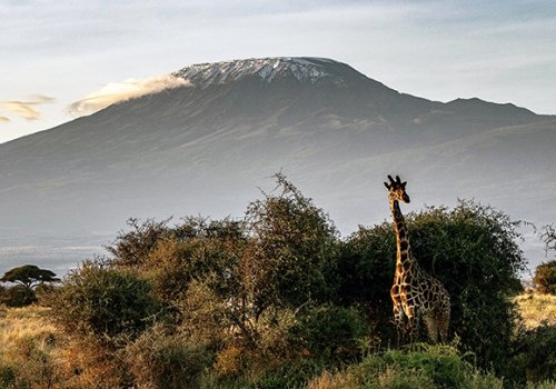 Szafari Tanzániában