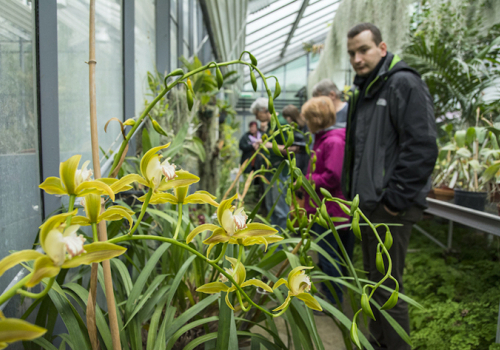 Tematikus sétán mutatják be a szegedi füvészkert orchideagyűjteményét