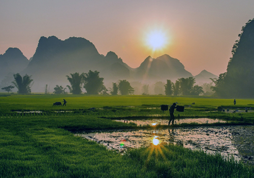 Vietnám nevezetességei: rizsföldek